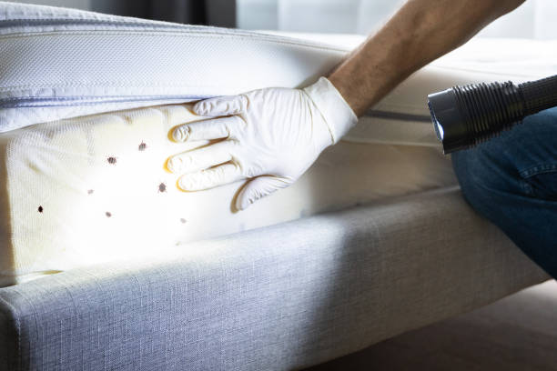 Professional Pest Control in Cotulla, TX